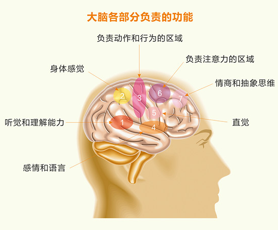 大脑各部分负责的功能