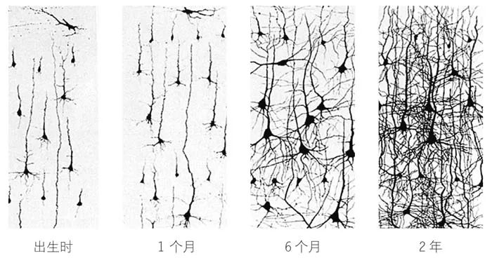 脑学科知识